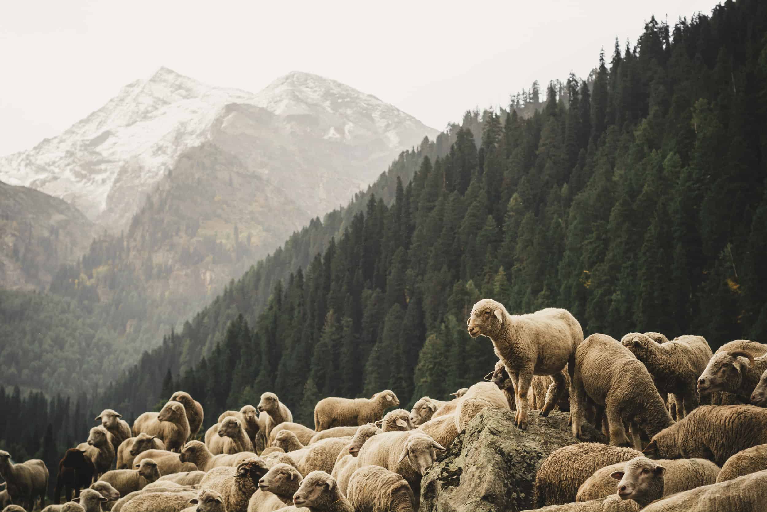 Read more about the article Escaping the Herd: Why Your Marketing Strategy Needs to Stand Out